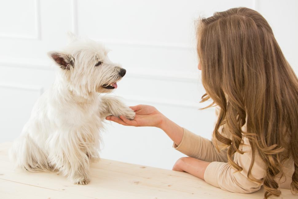 Free Image of Beautiful girl with dog shaking hands.  