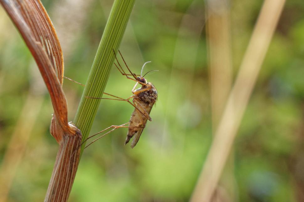 Free Image of Mosquito 