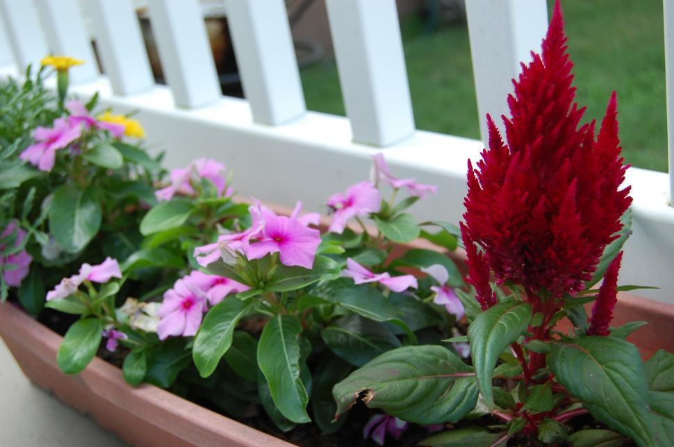 Free Image of Flowers in Pot 