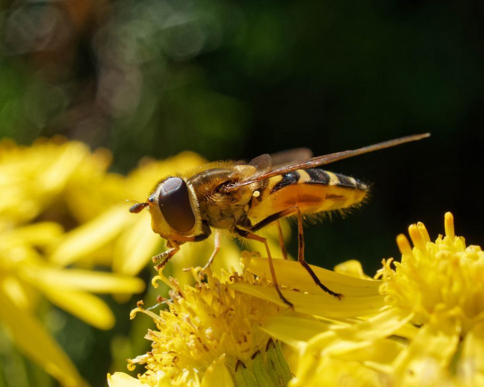 Free Image of Hoverfly 