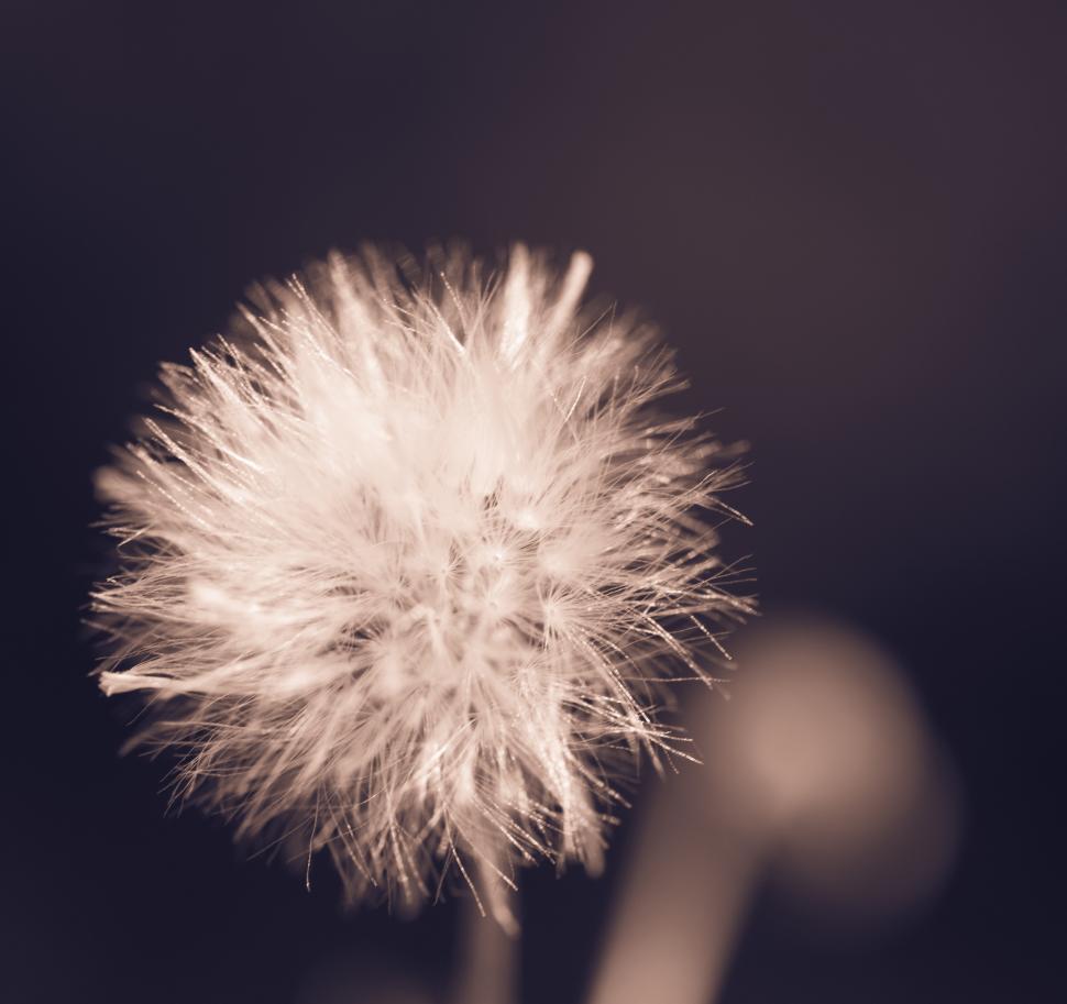 Free Image of Dandelion flower  