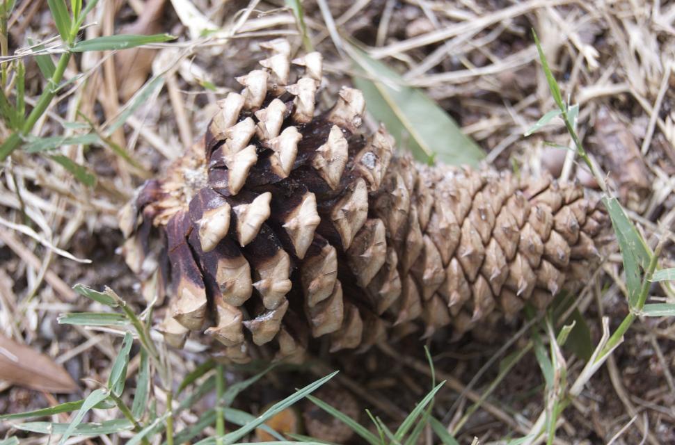 Free Image of Close Up of a Pine Cone on the Ground 