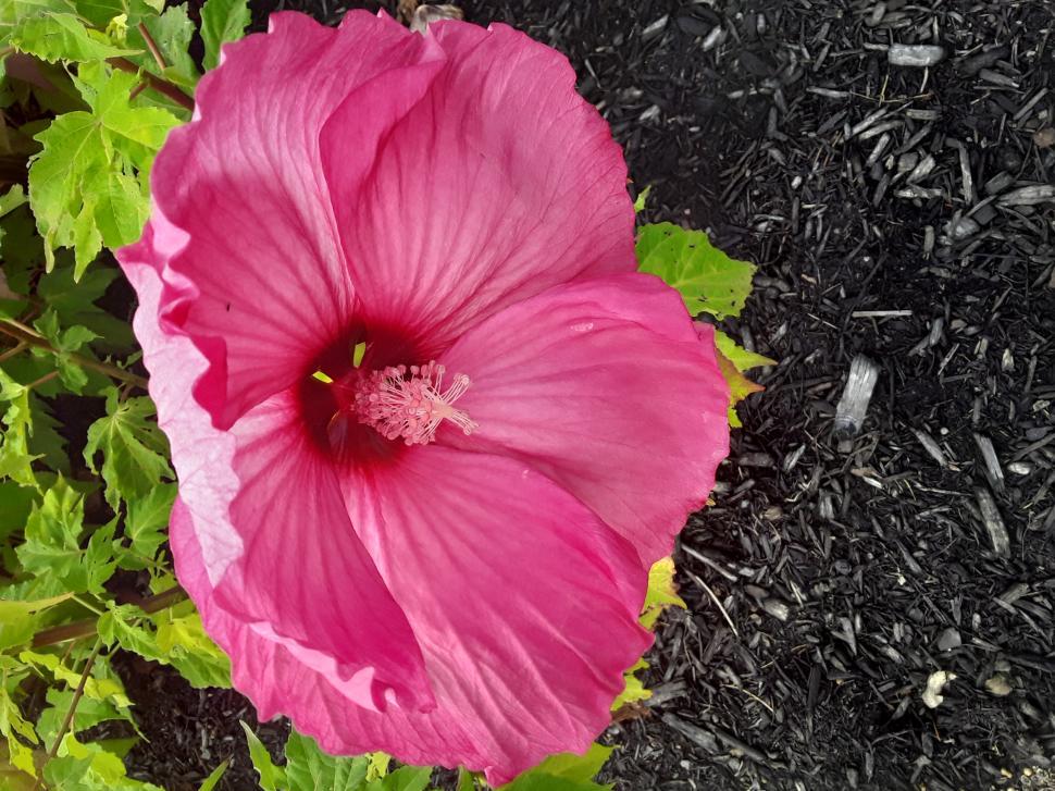 Free Image of Flowers In A Garden - Pink 