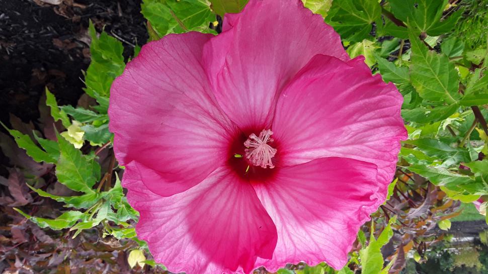 Free Image of Gorgeous Pink Flower 