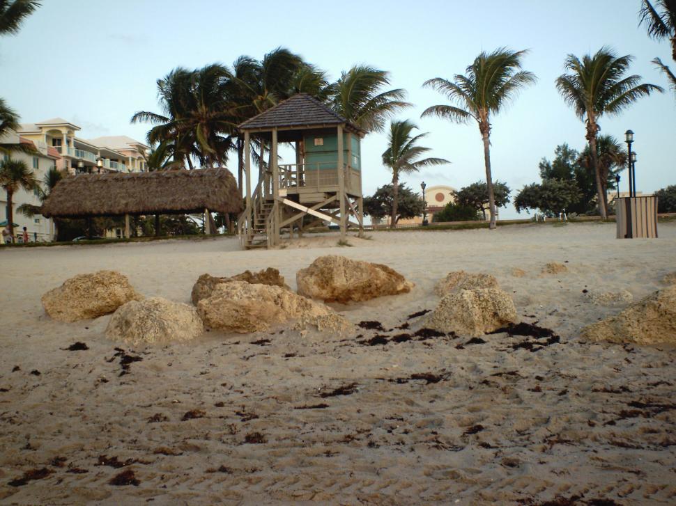 Free Image of Palms in the wind 
