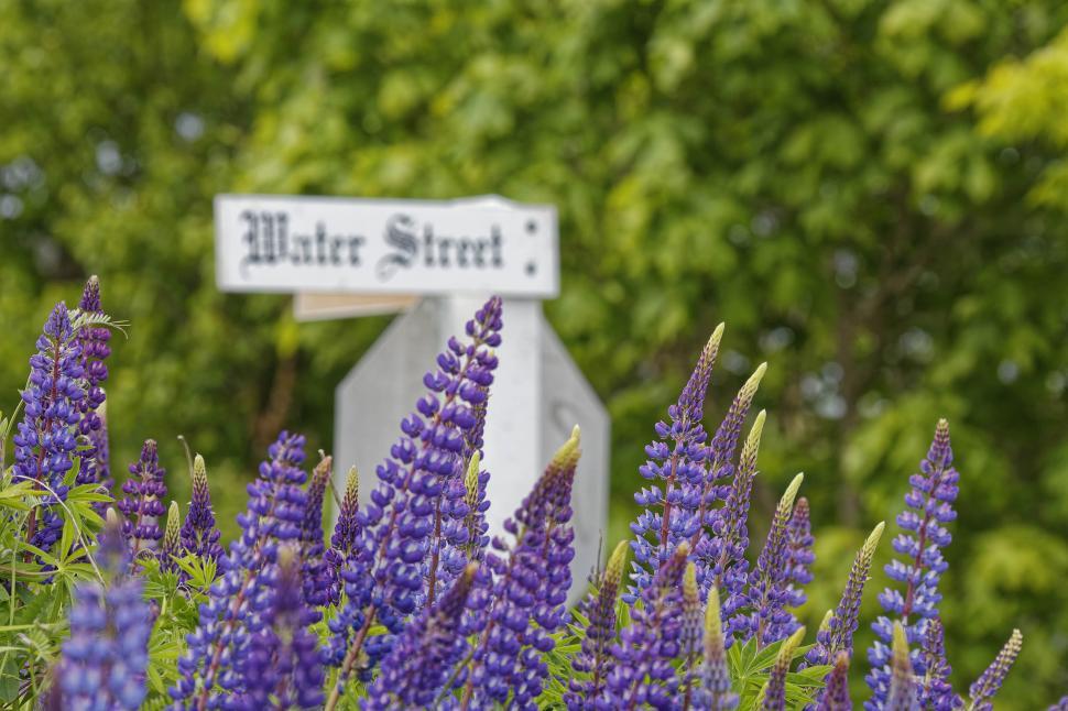 Free Image of Lupins and a street sign 