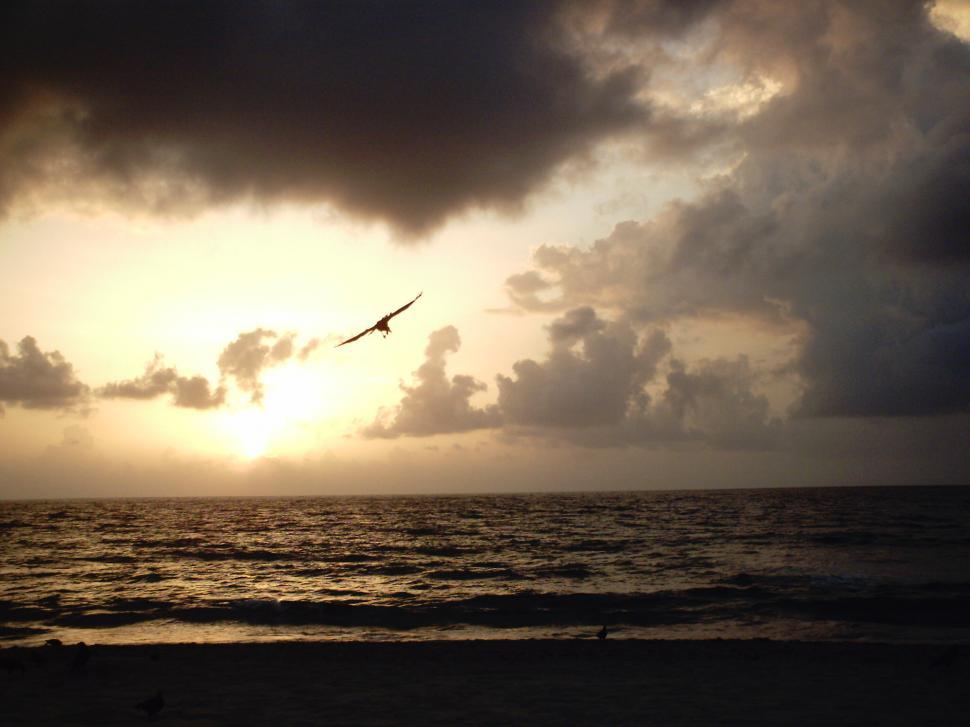 Free Image of Soaring 
