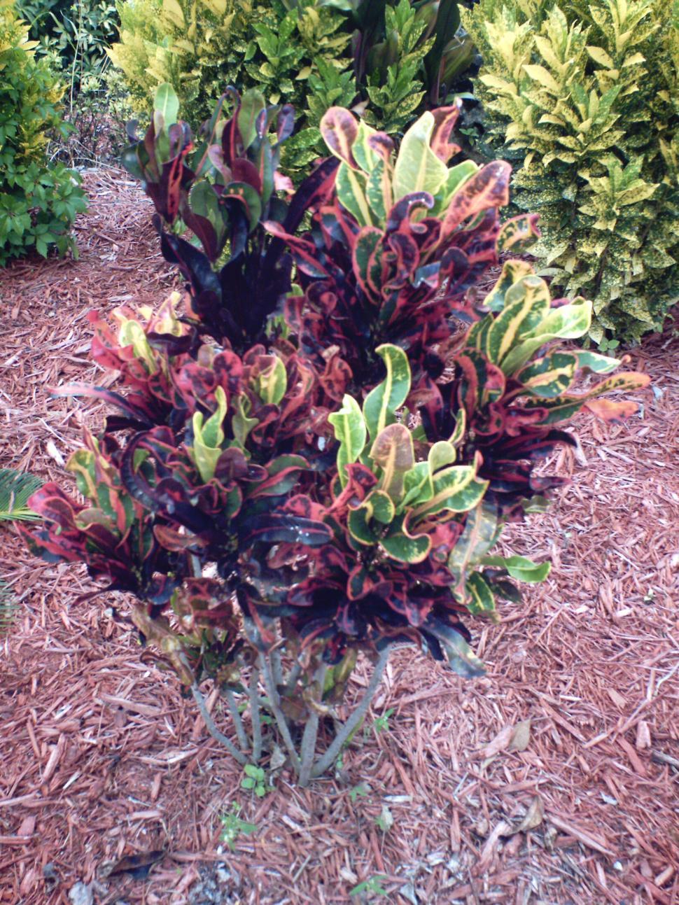 Free Image of Croton 