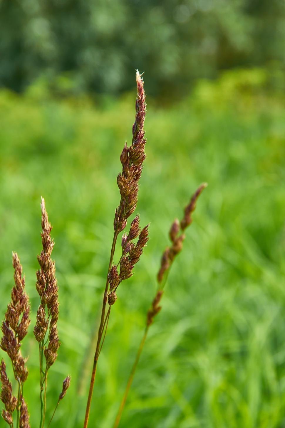 Free Image of Carex appropinquata 