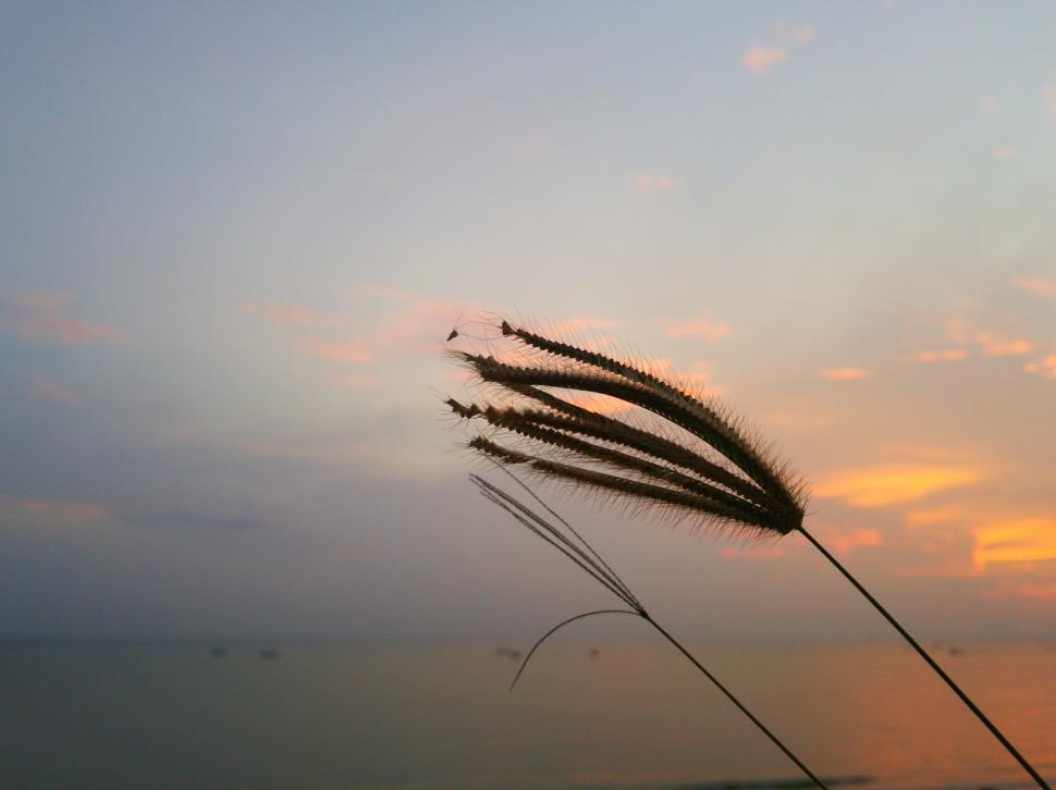 Free Image of Grass at dawn  