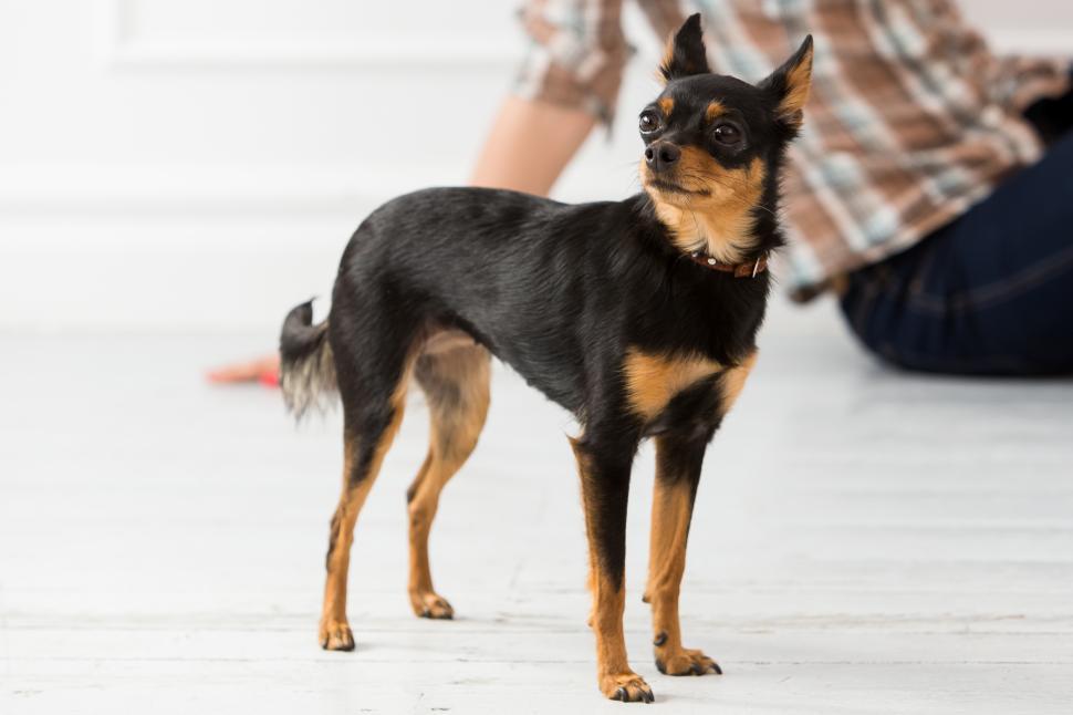 Free Image of Dog on the floor 