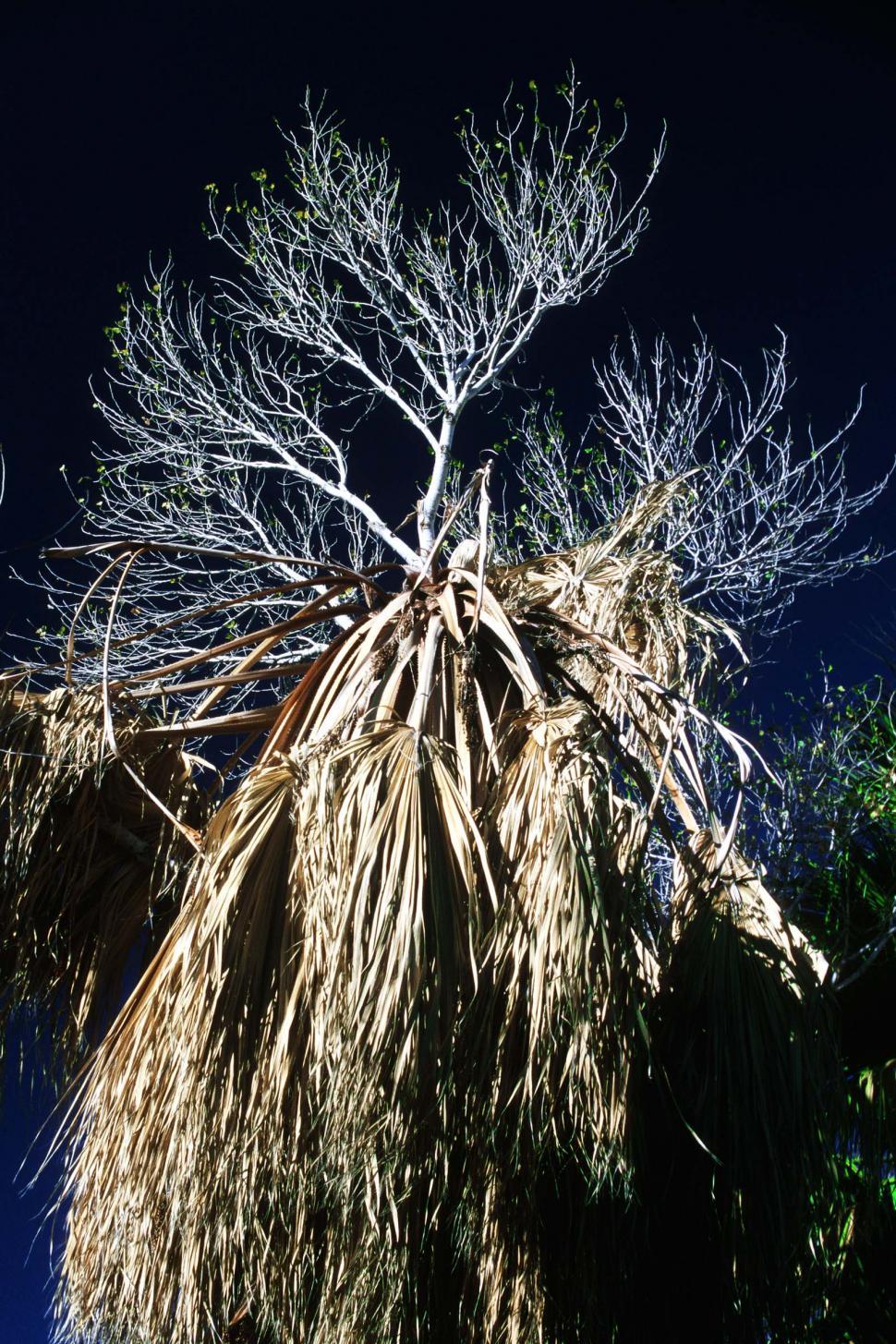Free Image of Dramatic palm tree 