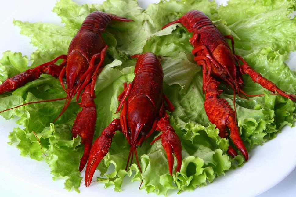 Free Image of red lobater with green salad 
