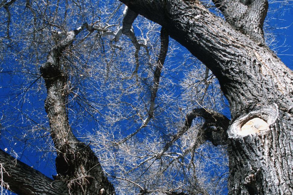 Free Image of Bare trees 