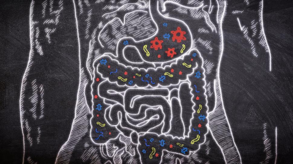 Free Image of Microbiome - Microbiota - Gut Health - Probiotics 
