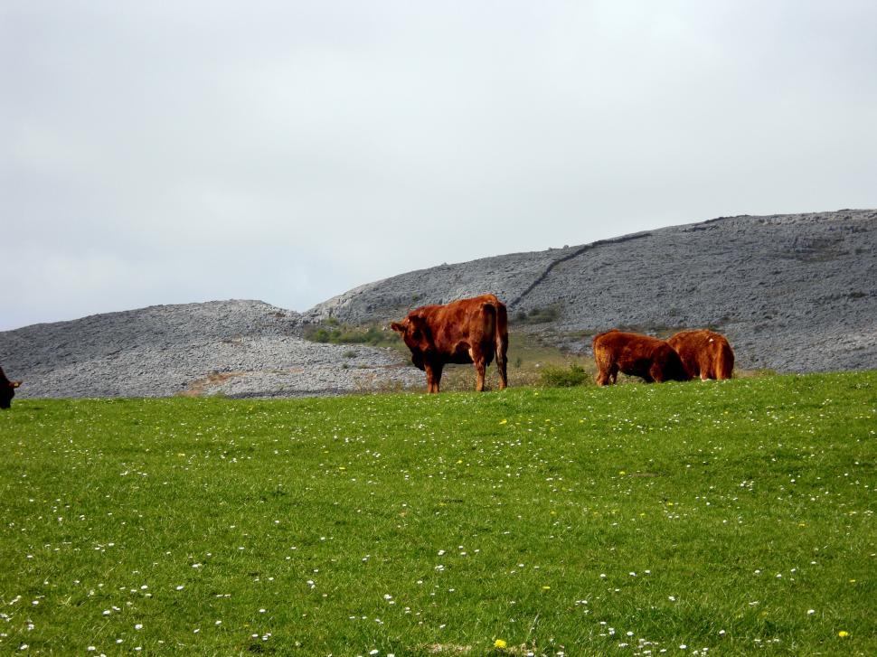 Free Image of Herd of Cattle Grazing on Lush Green Field 