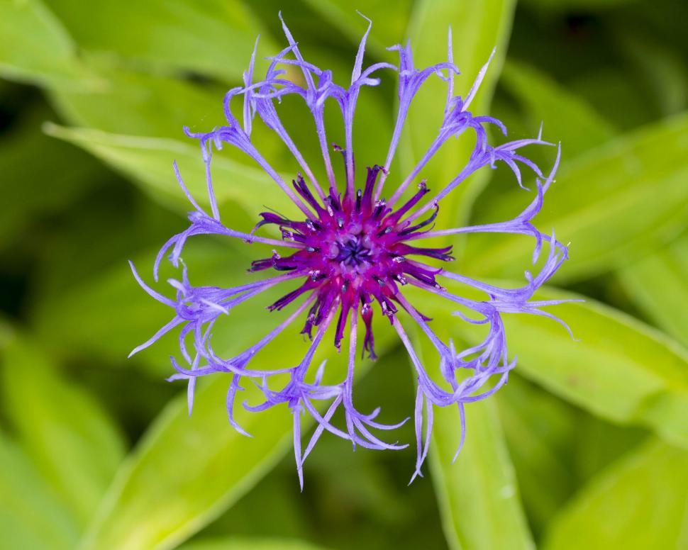 Free Image of Mountain bluet 