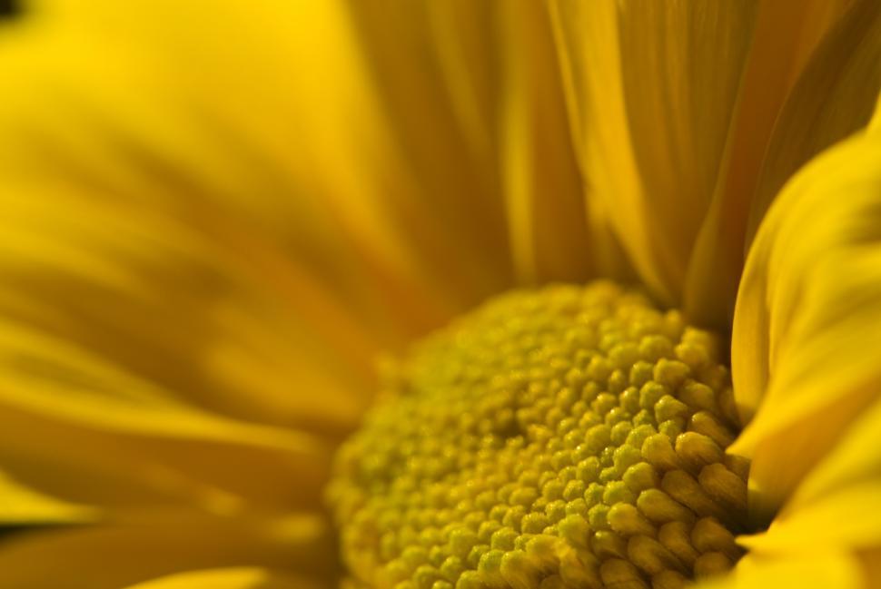 Free Image of Sunburst 