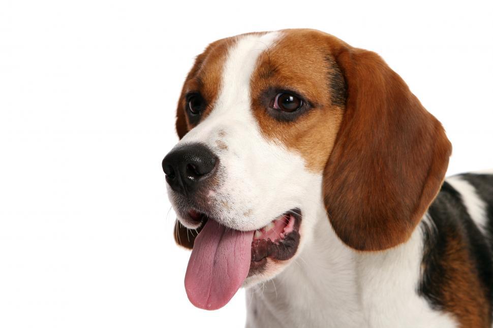 Free Image of beautiful perky dog on white 