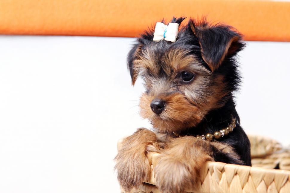 Free Image of Little cute puppy poking out of a basket 