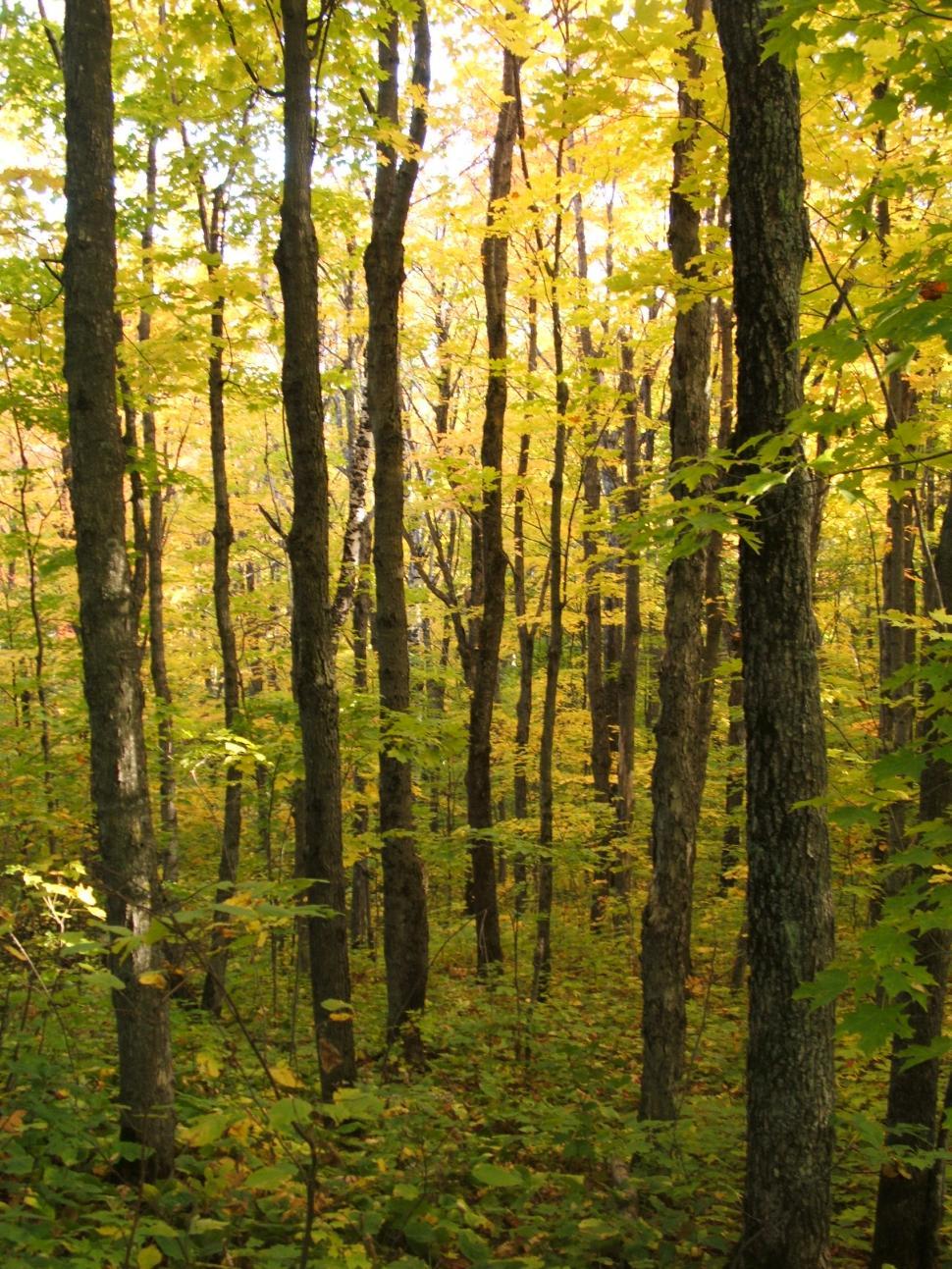 Free Image of landscapes 