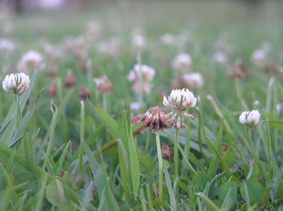 Free Image of Bunch of Flowers in Grass 