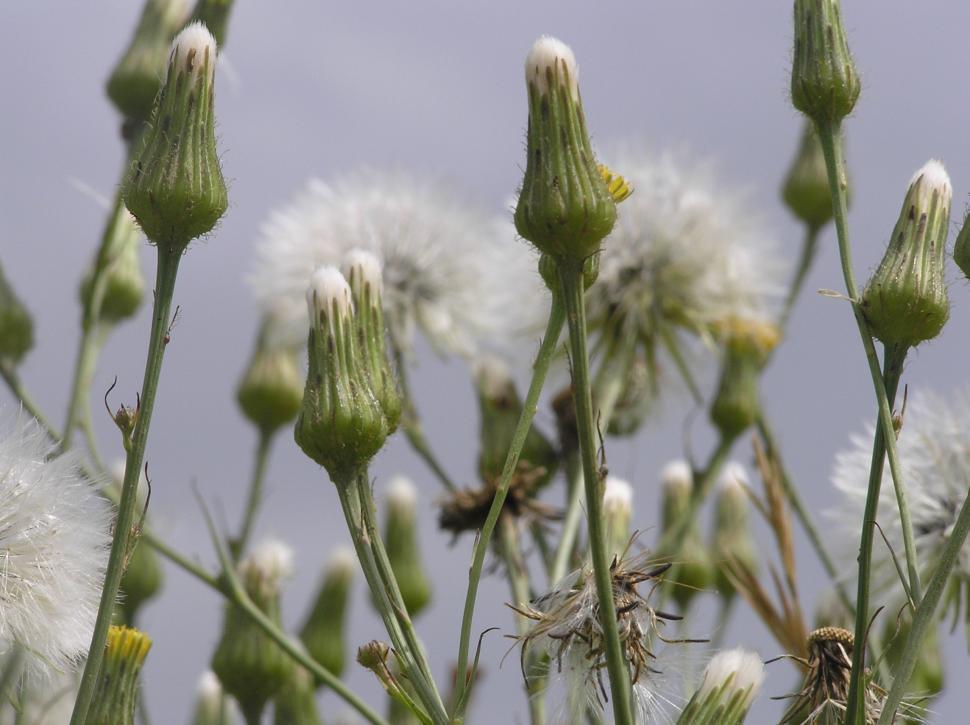 Free Image of Close Up of a Bunch of White Flowers 
