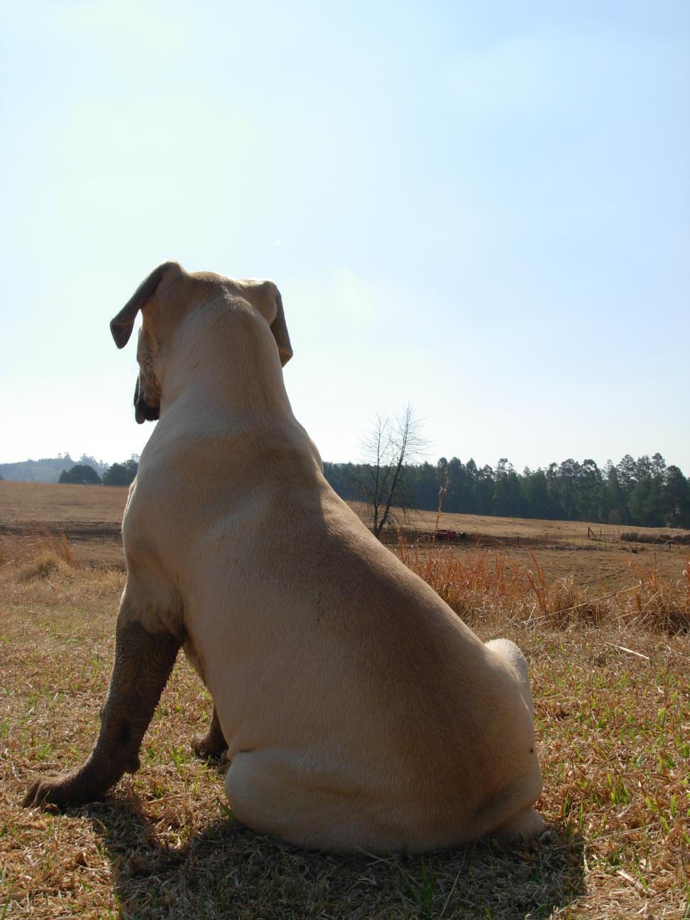 Free Image of Dog Sitting in the Middle of a Field 