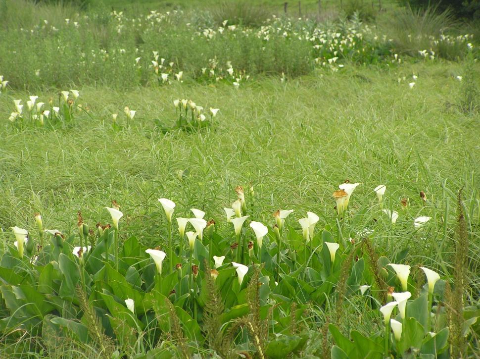 Free Image of Field of White Flowers and Green Grass 