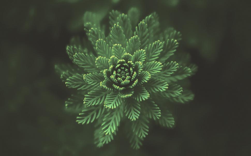 Free Image of Delicate Fern Leaves - Macro View 