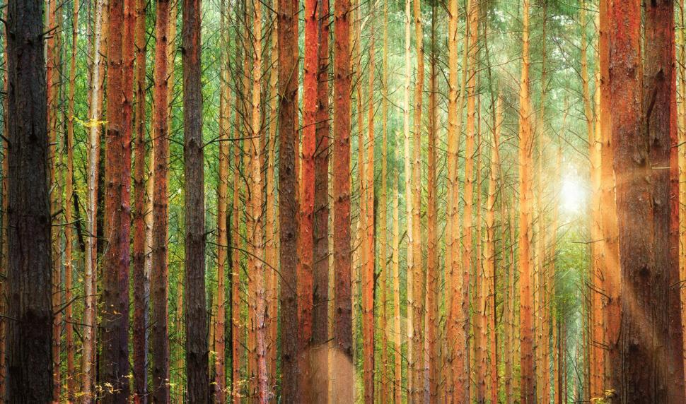 Free Image of Colorful Forest Illuminated by Sun Flare  