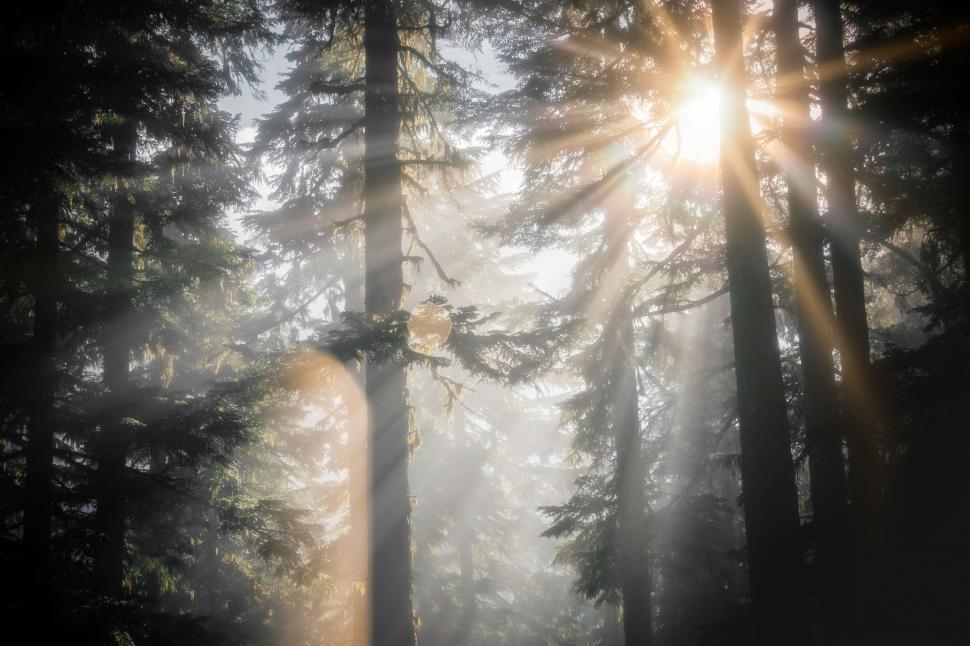 Free Image of Sun Shining Through Forest Trees 