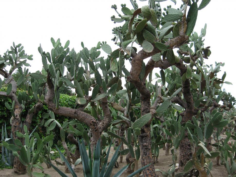 Free Image of Cactus garden 