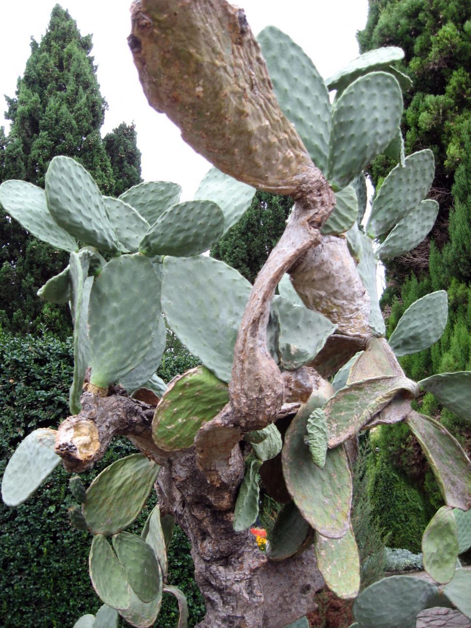 Free Image of Cactus garden 