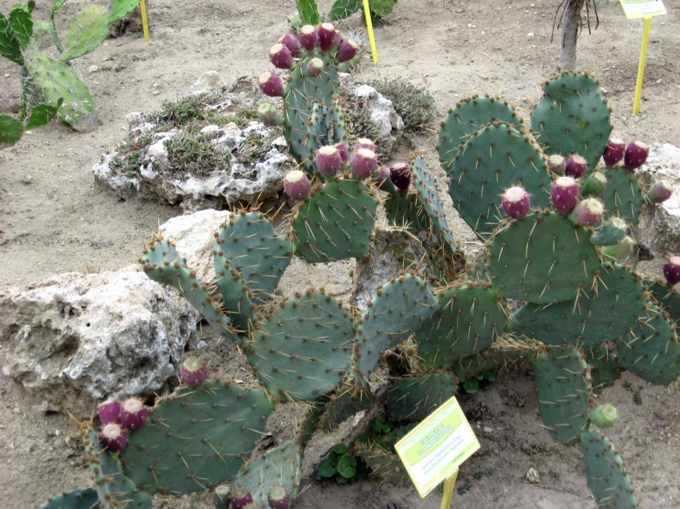 Free Image of Cactus garden 