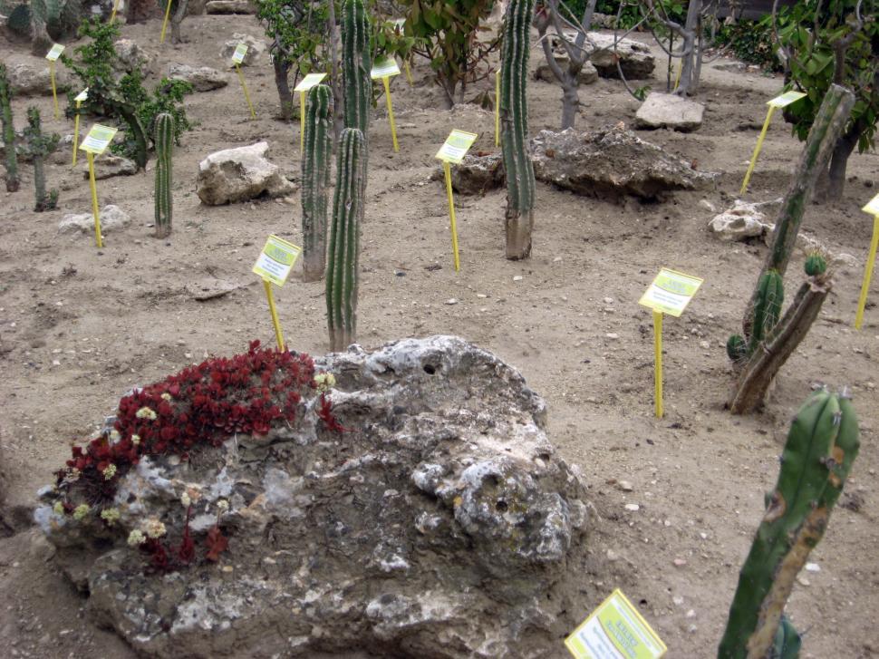 Free Image of Cactus garden 