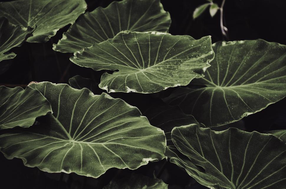 Free Image of Large Tropical Leaves - Cold Colors  