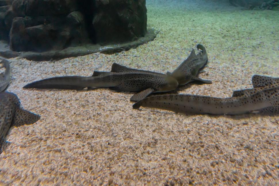 Free Image of Two Fish Lying in the Sand 