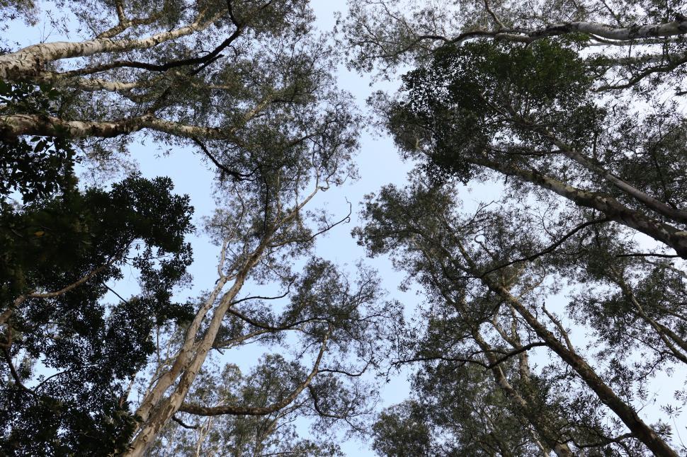 Free Image of A Group of Tall Trees Standing in a Forest 