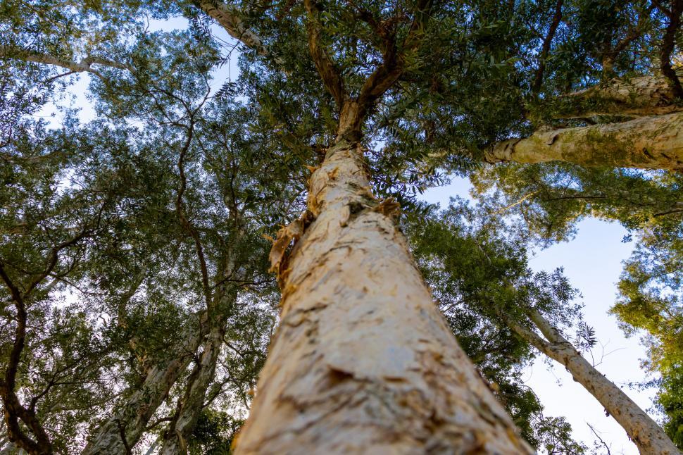 Free Image of Looking Up at a Tall Tree in a Forest 