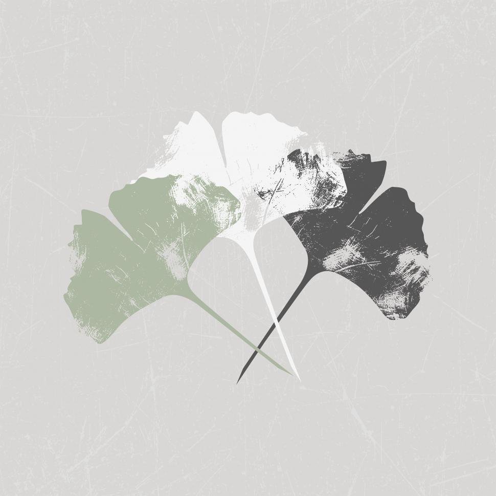 Free Image of Ginkgo Leaves 