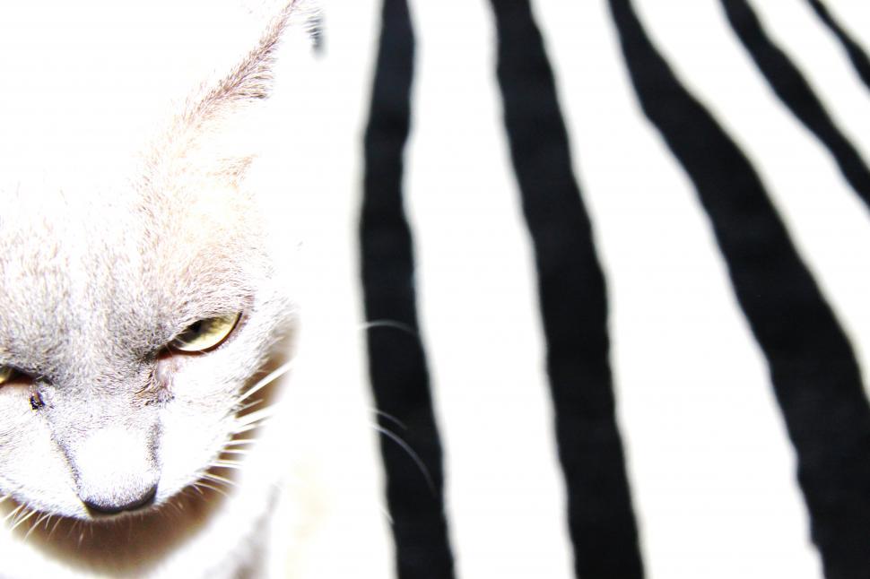 Free Image of Tilly 