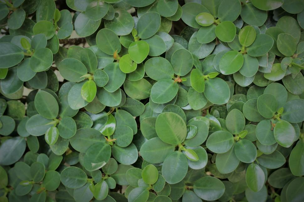 Free Image of Green leaves texture background  