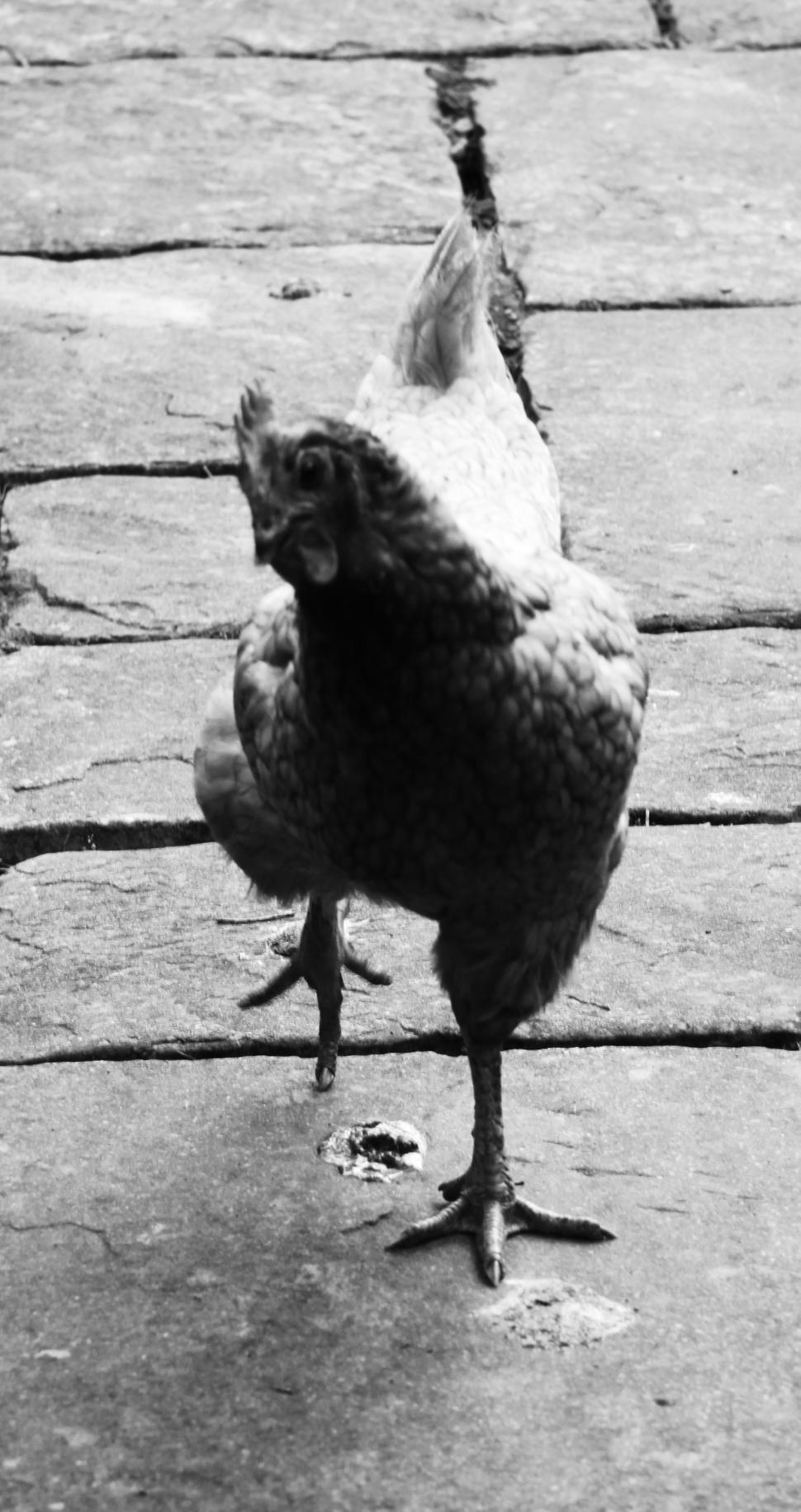 Free Image of Chicken - Monochrome 