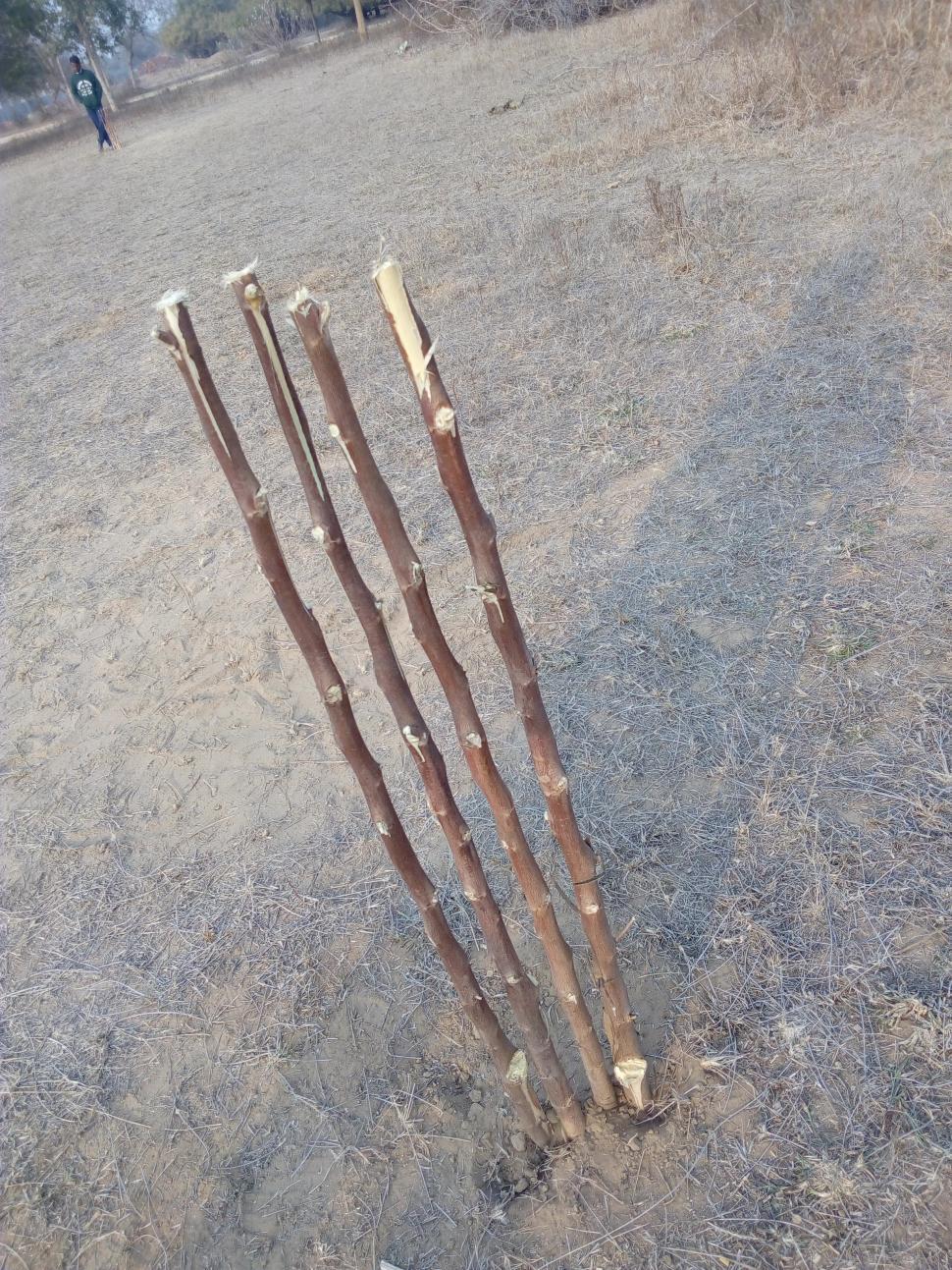 Free Image of Village cricket stumps  