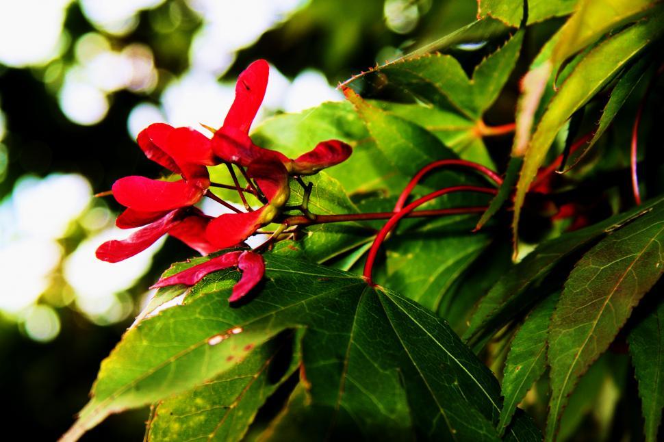 Free Image of Flowers 
