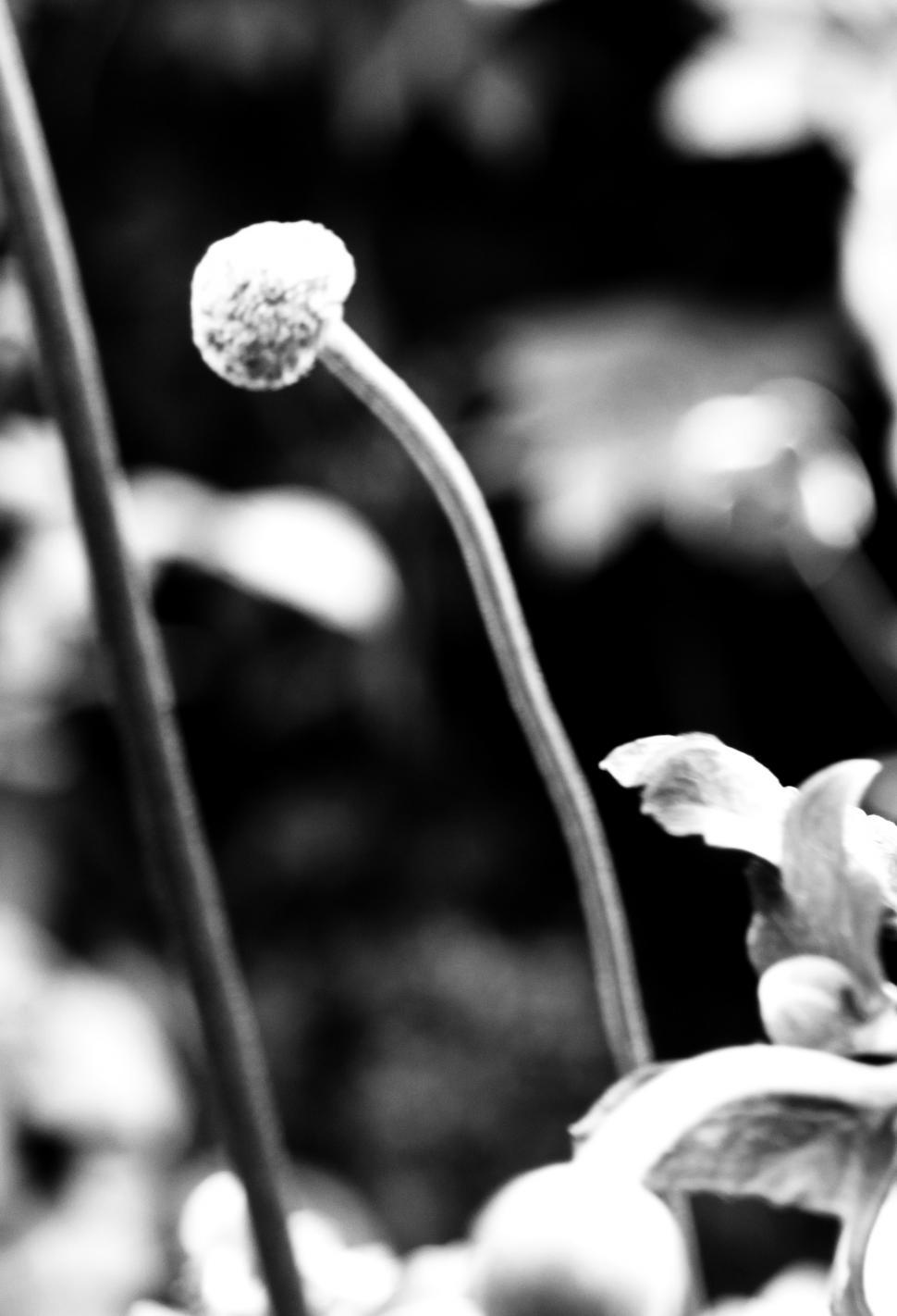 Free Image of Flowers 
