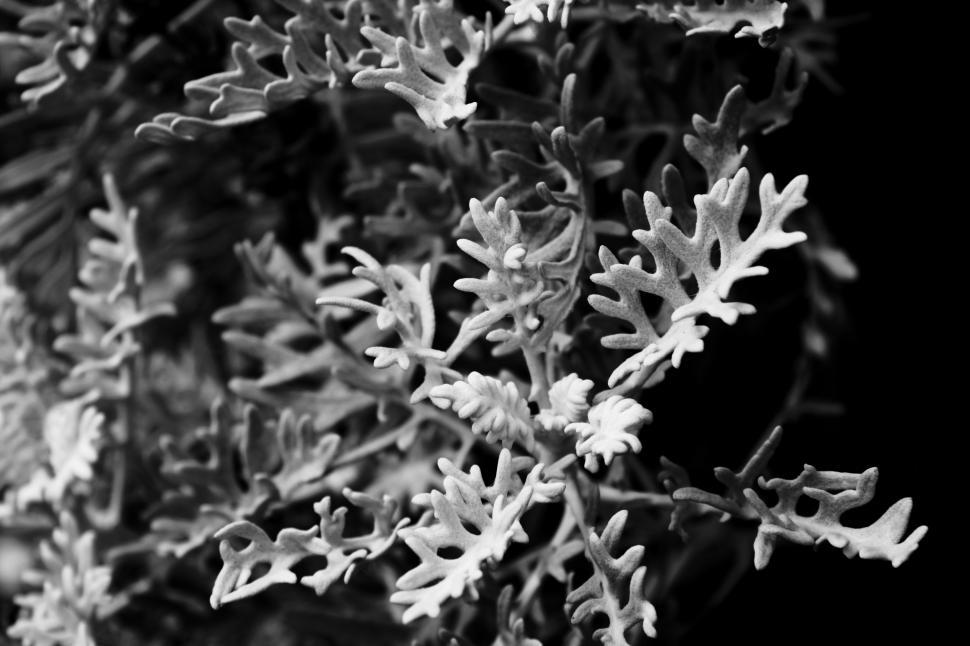 Free Image of Leaves 