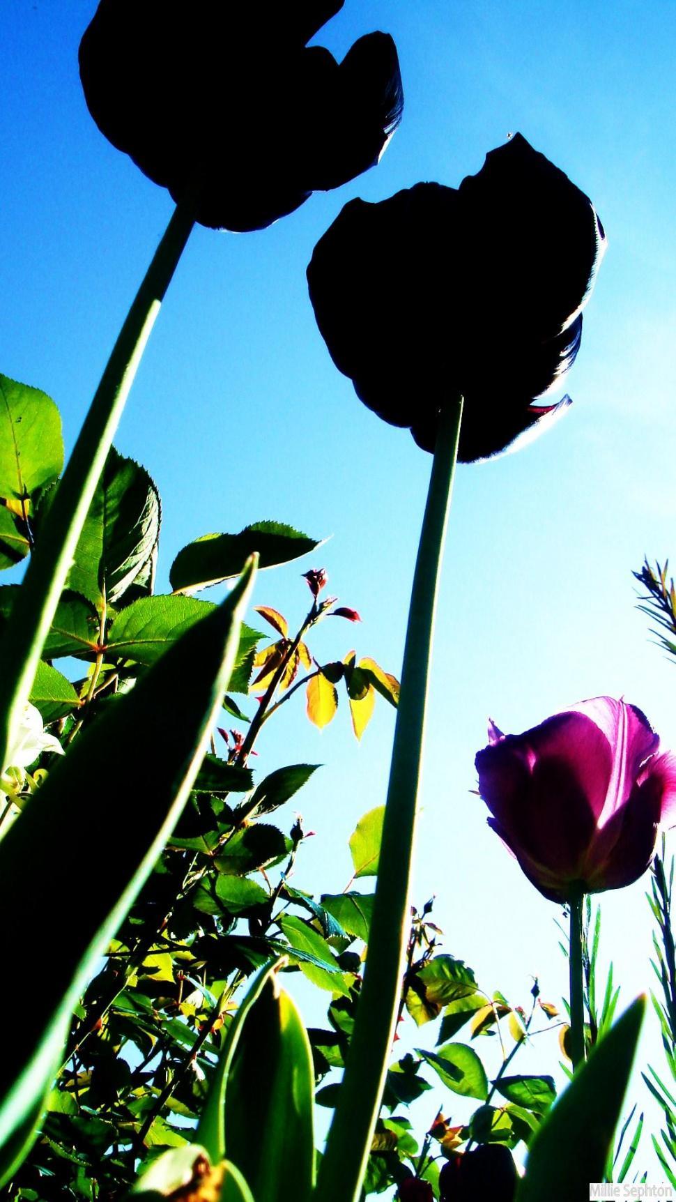 Free Image of Plants 