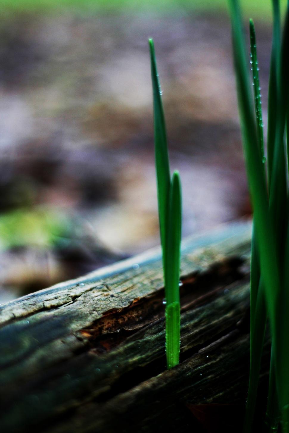 Free Image of Seedlings with raindrops 